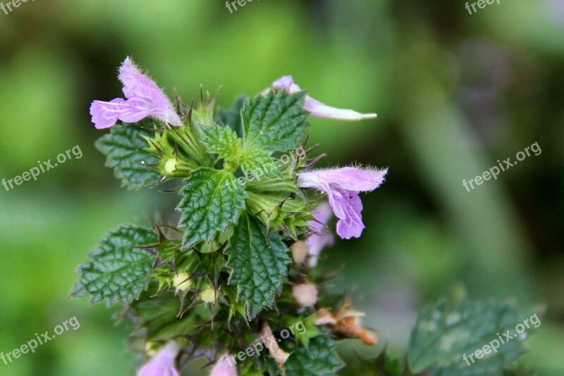 Nettle Dead Nettle Flowers Green Violet