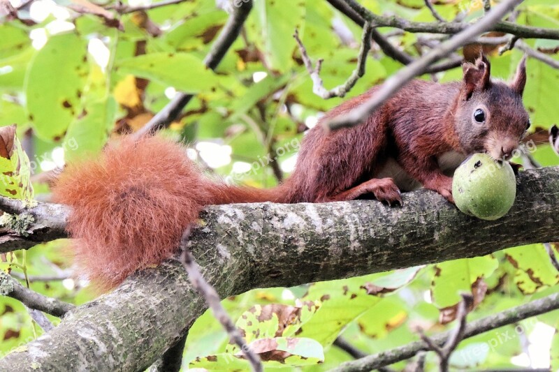 Squirrel Branch Sitting Nut Mammal