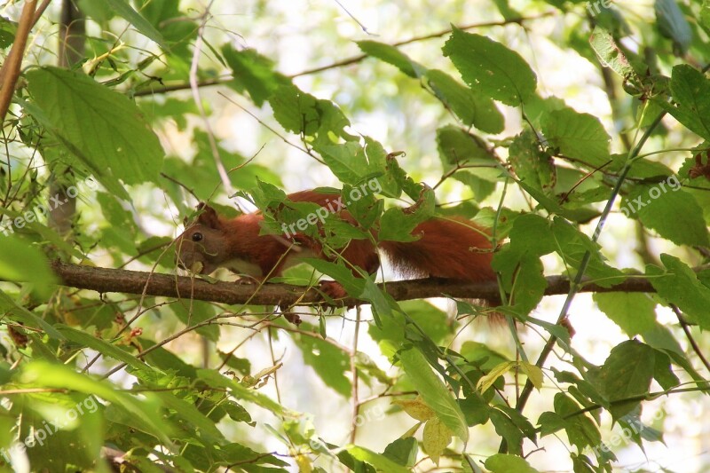 Squirrel Tree Branches Leaves Aesthetic