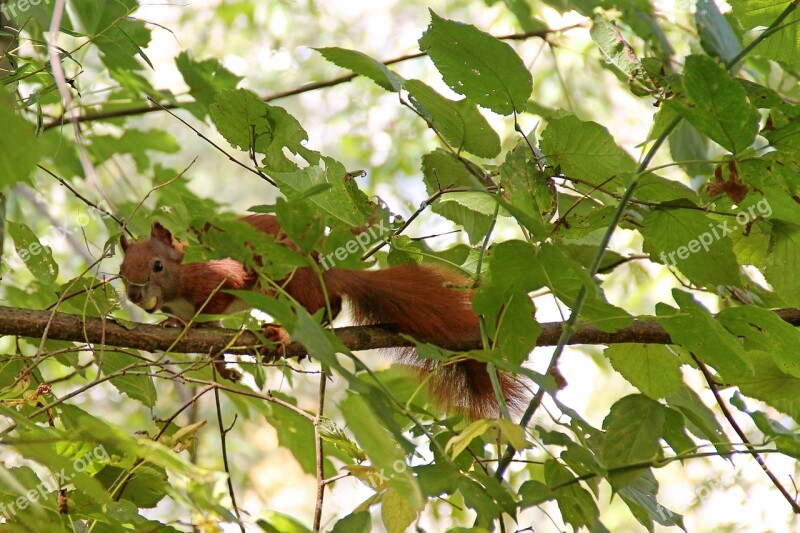 Squirrel Tree Branches Leaves Aesthetic