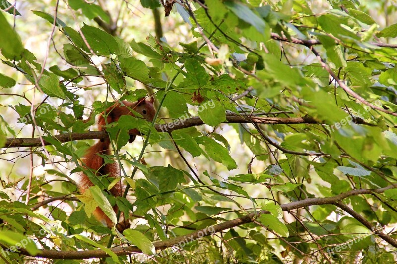 Squirrel Tree Branches Leaves Aesthetic