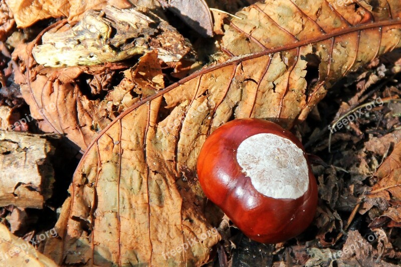 Chestnut Buckeye Autumn Brown Forest