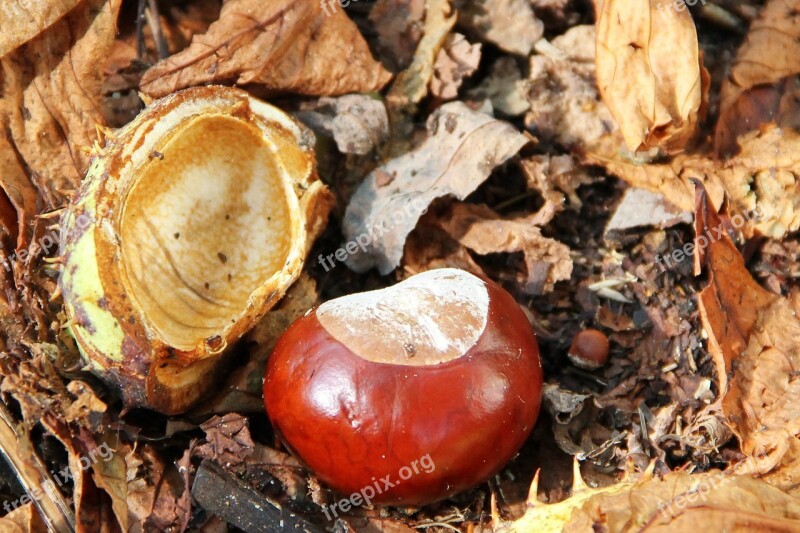 Chestnut Buckeye Autumn Brown Forest