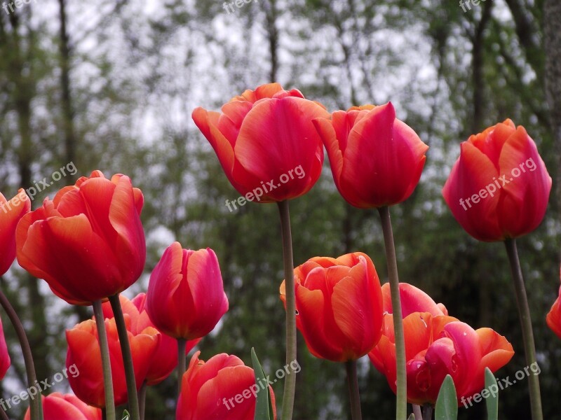 Flowers Tulips Red Medley Free Photos