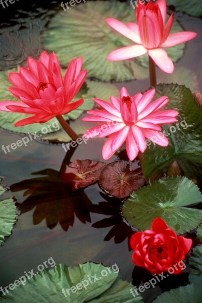 Flowers Water Lilies Shadow Flora Pond