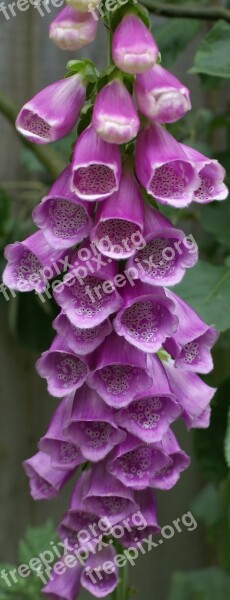 Foxglove Flower Digitalis Plant Nature