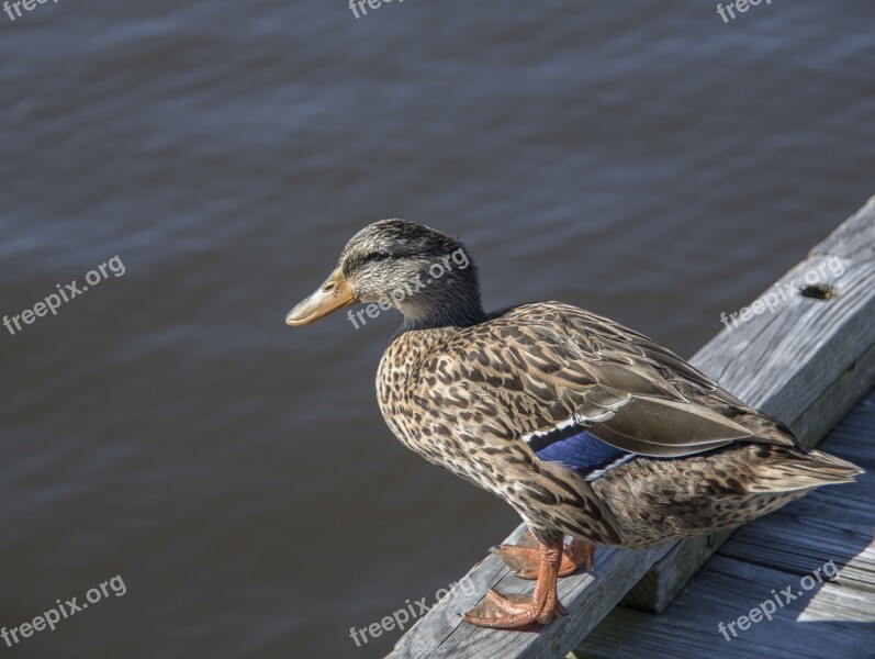 Duck Wood Duck Gulf Coast Bird Nature