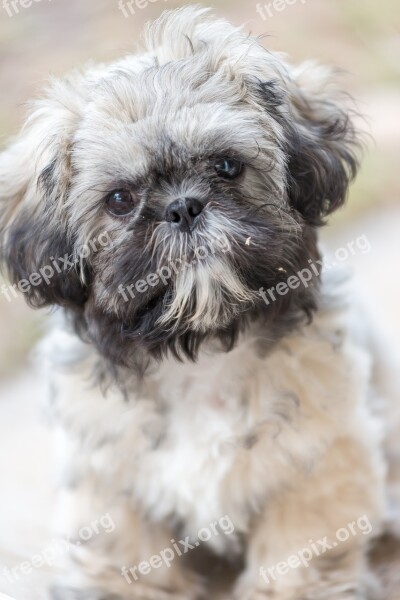 Shih Tzu Puppy Animal Purebred Pet