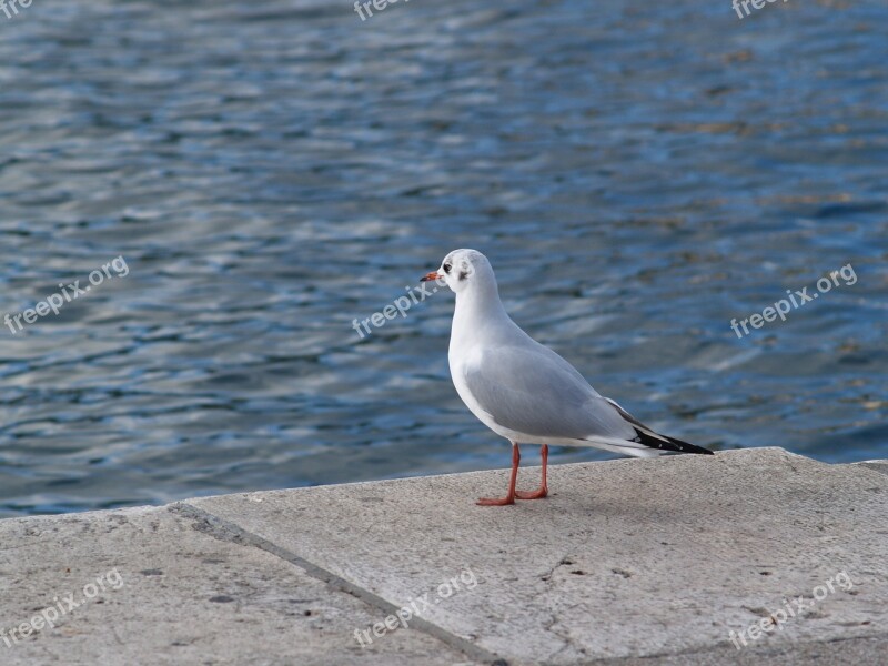 Sea Gull Animal Bird Sea Coast Sea