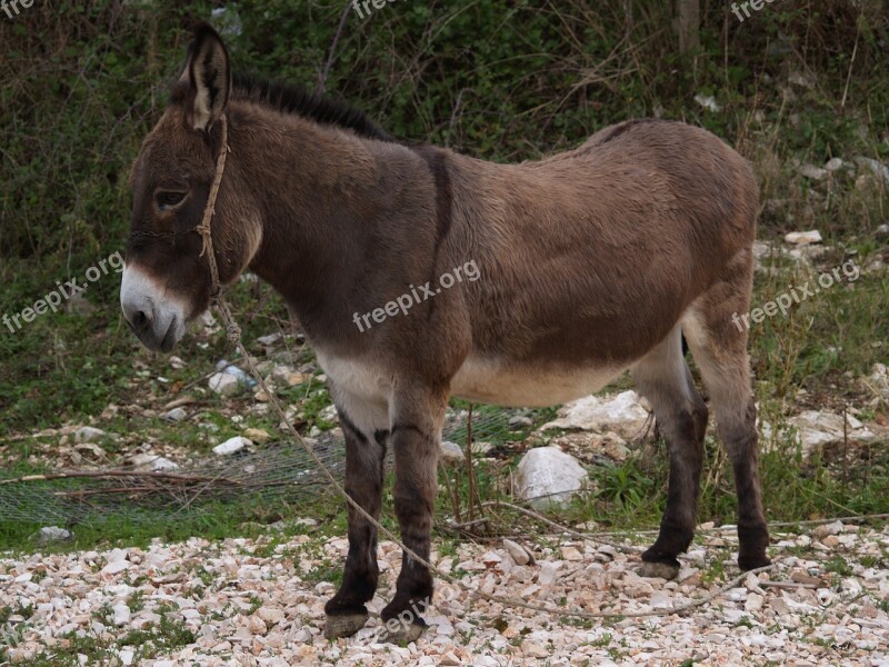 Donkey Animal Wildness Ass Nature