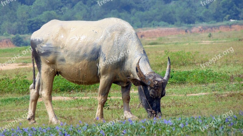 Buffalo Vietnam Beautiful Fresh Natural The Morning