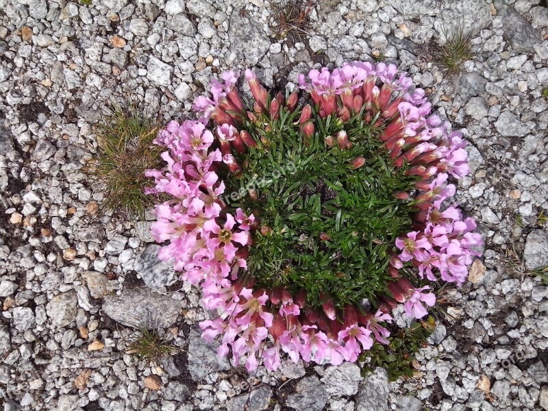 Alpine Flowers Pebble Pink Stone Growing