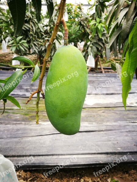 Cyan Mango Fruit Growth Tronical