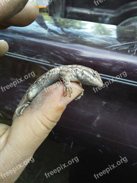 Lizard Reptile Animal Hold Hand