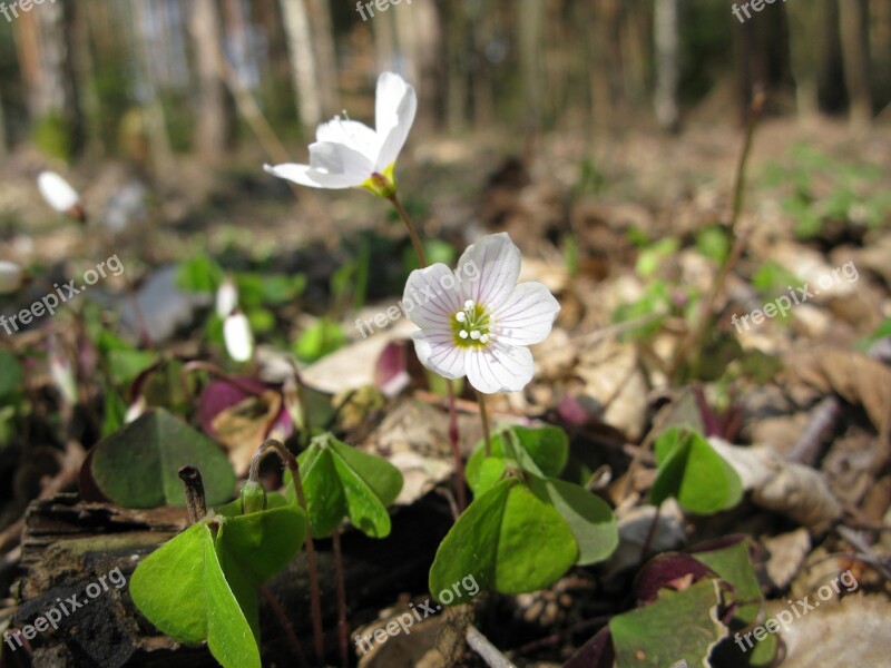 Flower Spring Nature White Flowers