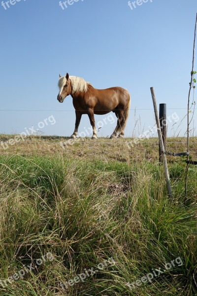 Horse Dyke Landscape Meadow Free Photos