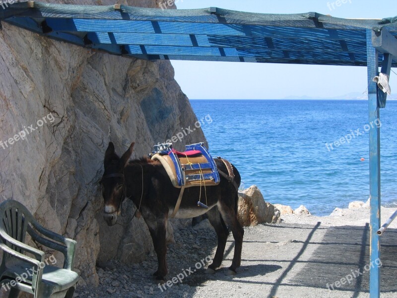 Transport Donkey Kos Animal Free Photos