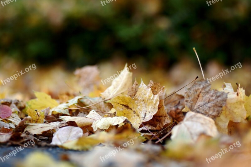 Leaves Autumn Nature Yellow On The Ground Leaves In The Autumn