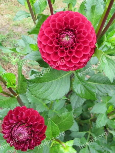 Dahlia Autumn Autumn Flower Pink Garden