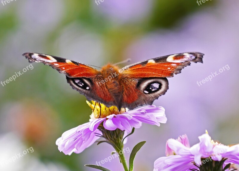 Butterfly Peacock Butterfly Aster Autumn Flower Autumn Flowers