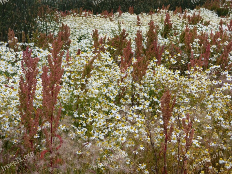 Prairie Wild Flowers Patagonia Landscape Nature