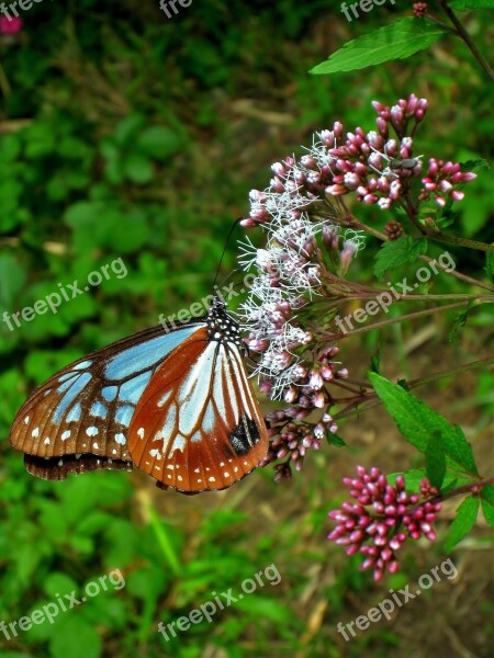 Butterfly Flowers Blue Sky Cloud Green