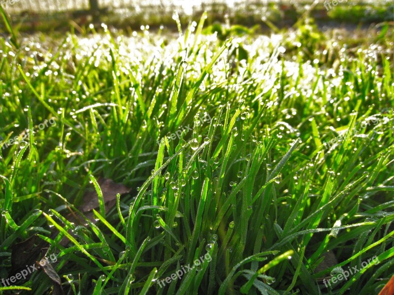 Weed Green Drop Of Water The Morning Dew Water