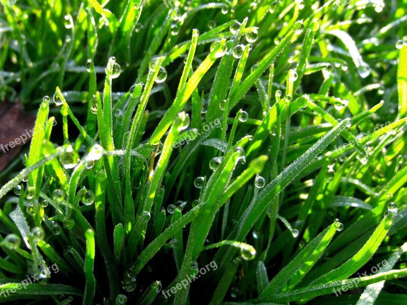 Weed Green Drop Of Water The Morning Dew Water