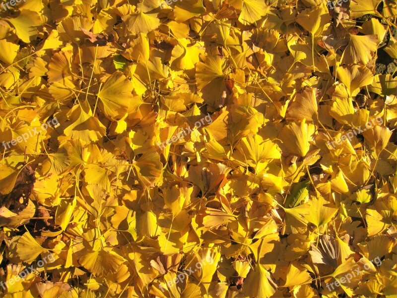 Gingko Tree Maidenhair Tree Yellow Autumn Fallen Leaves