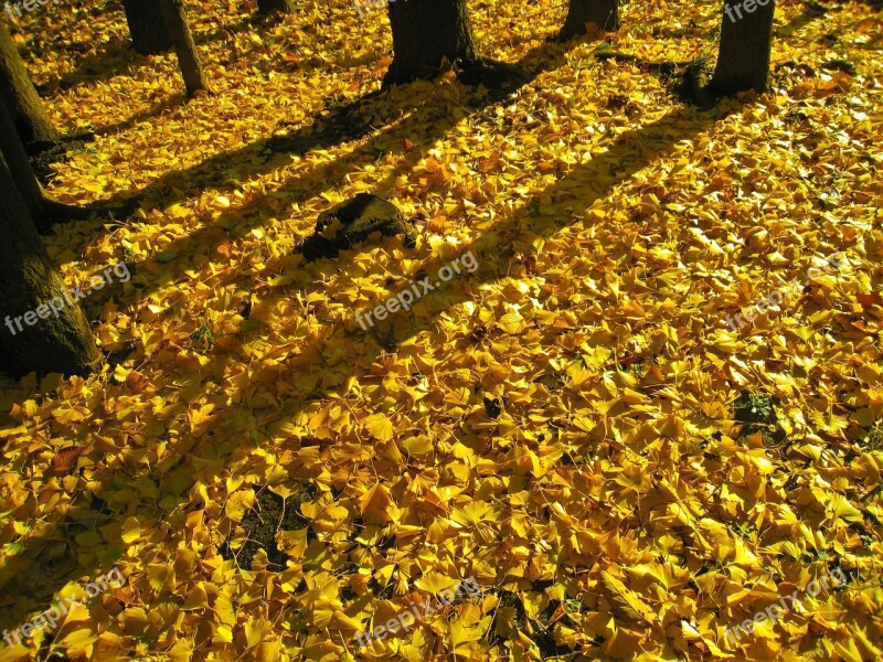 Long Shadows Sunset Evening Gingko Tree Maidenhair Tree