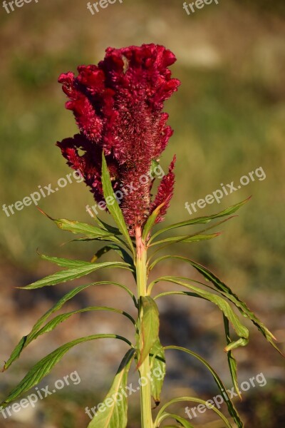 Cockscomb Red Flower Flowers Garden Colorful