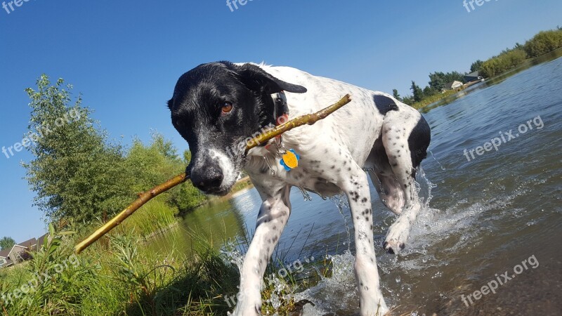 Dog Fetch Pond Animal Pet