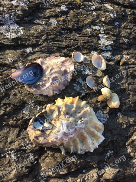 Seashell Sea Shell Ocean Shoreline Beach