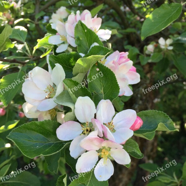 Apple Blossom Apple Tree Blossom Spring Blossoming