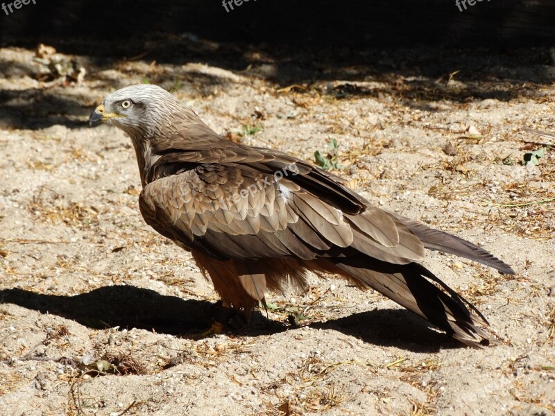 Eagle Bird Bird Of Prey Brown Free Photos