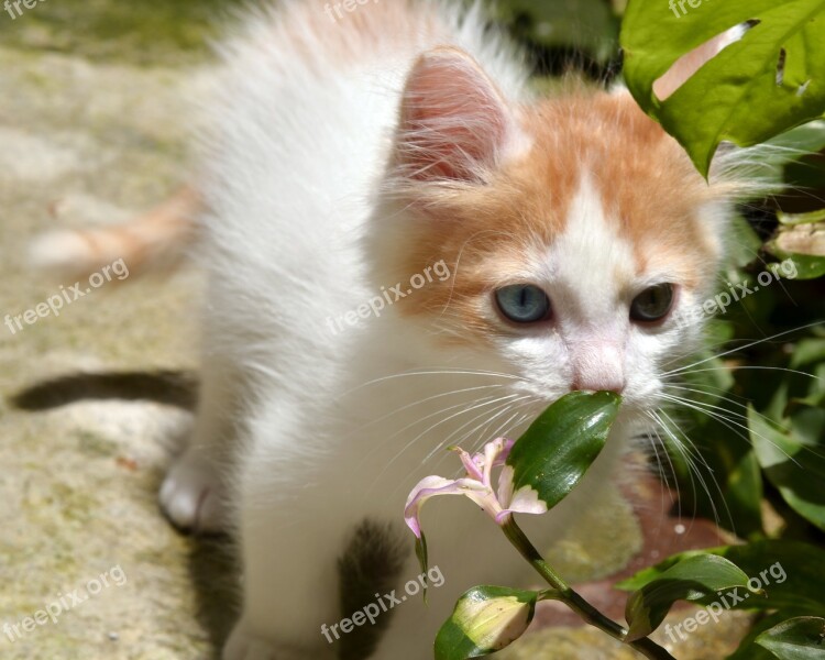 Awesome Beautiful Blue Eyes Cool Grass