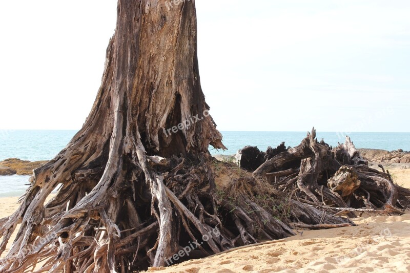 Beach Tree Sand Root Sea