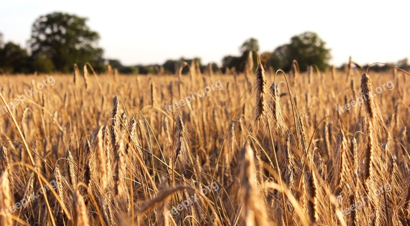 Cornfield Sky Trees Cereals Summer