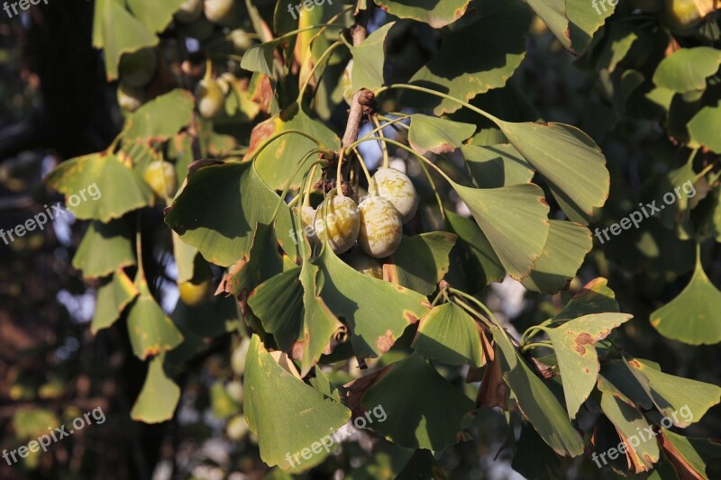 Ginkgo The Leaves Autumn Tree Fruit