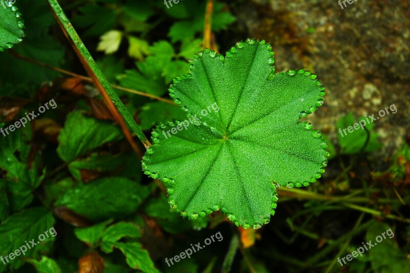 Letter A Cloverleaf Background Clover Wing