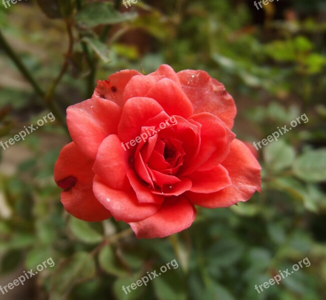 Rose Pink Roses Little Rose The Leaves Are Macro