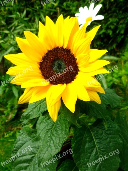 Sunflower Marguerite Flowers Late Summer Garden