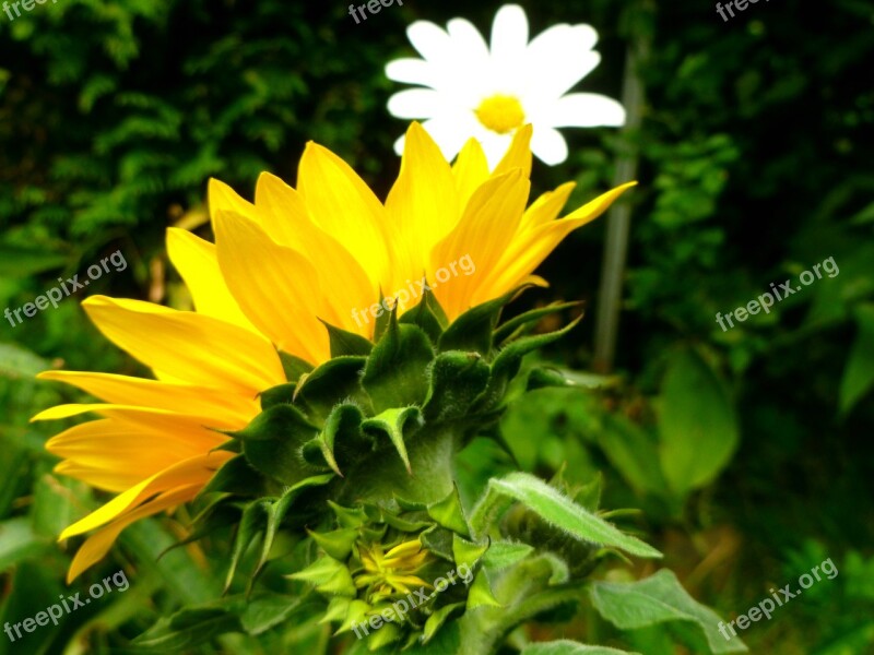 Sunflower Marguerite Flowers Late Summer Garden