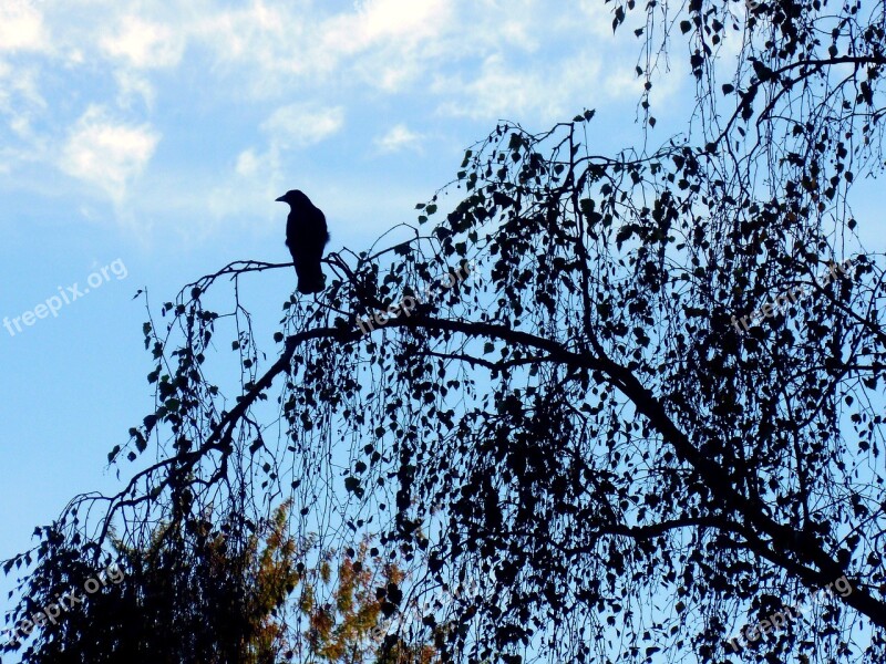 Crow Black Bird Plumage Raven Bird