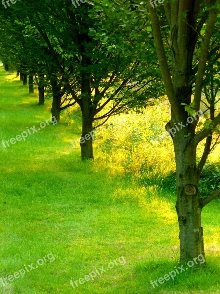 Trees Aesthetic Bark Tree Trunks Nature