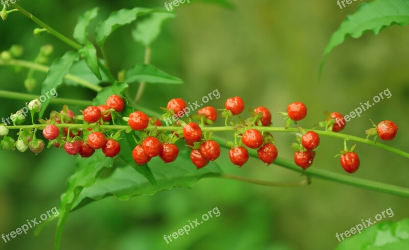 Small Fruit Red Color Fruit Gr Green Fruit