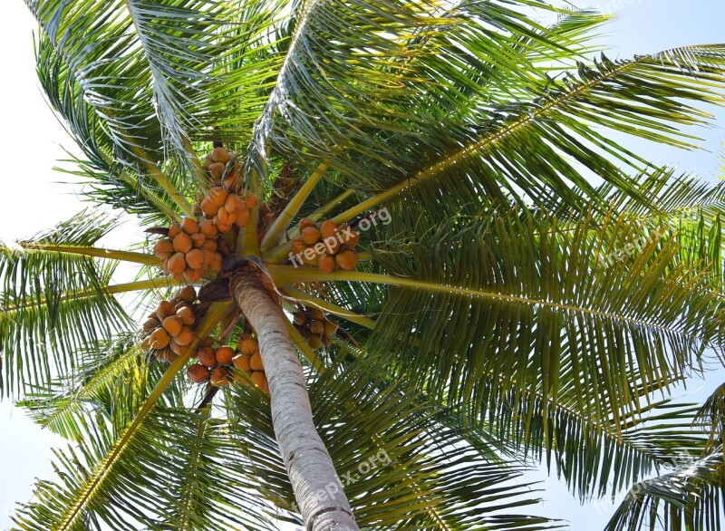 Coconut Coconut Tree Nature Fruit Tree