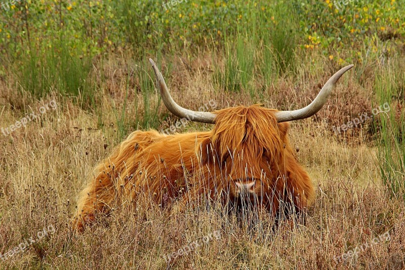 Highland Beef Cow Beef Horns Animal