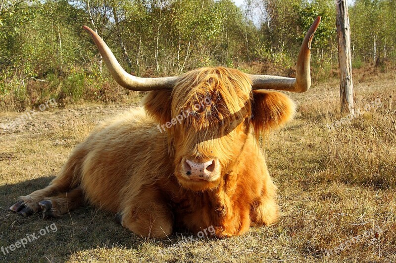 Highland Beef Cow Beef Horns Animal