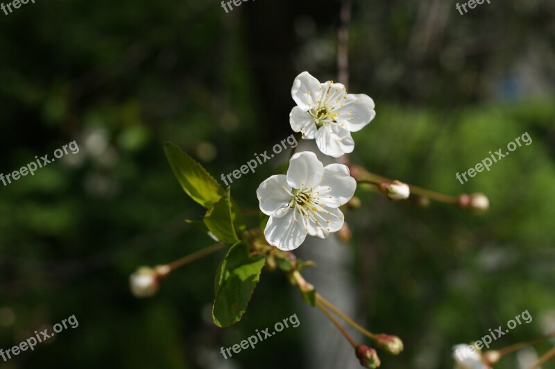 Spring Tree Nature Foliage Sprig